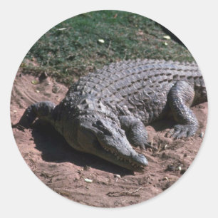 Nile Crocodile Classic Round Sticker
