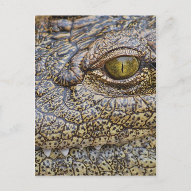 Nile crocodile from Africa Postcard (Front)