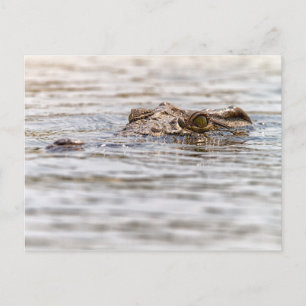 Nile Crocodile Postcard