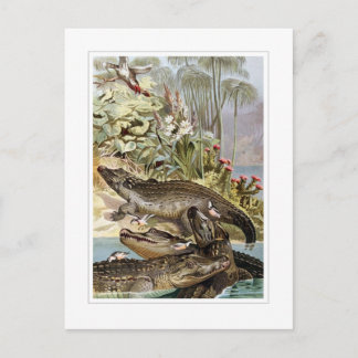 Nile Crocodile Postcard
