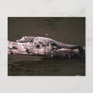 Nile Crocodile Postcard