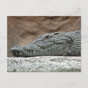 Nile crocodile postcard