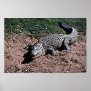 Nile Crocodile Poster