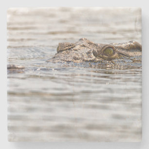 Nile Crocodile Stone Coaster