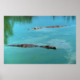 Nile Crocodiles Poster