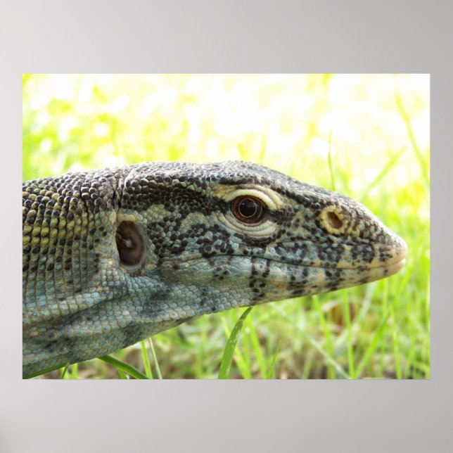 Nile monitor poster (Front)