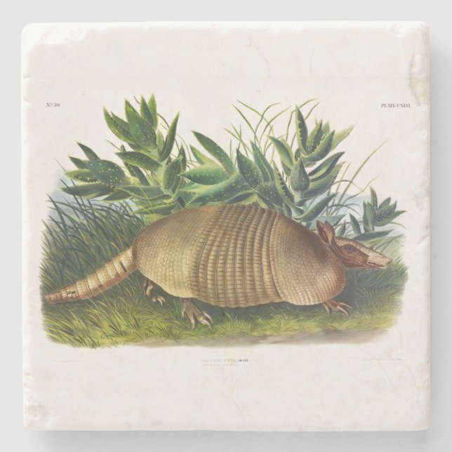 Nine-Banded, Long-nosed Armadillo by Audubon Stone Coaster (Front)