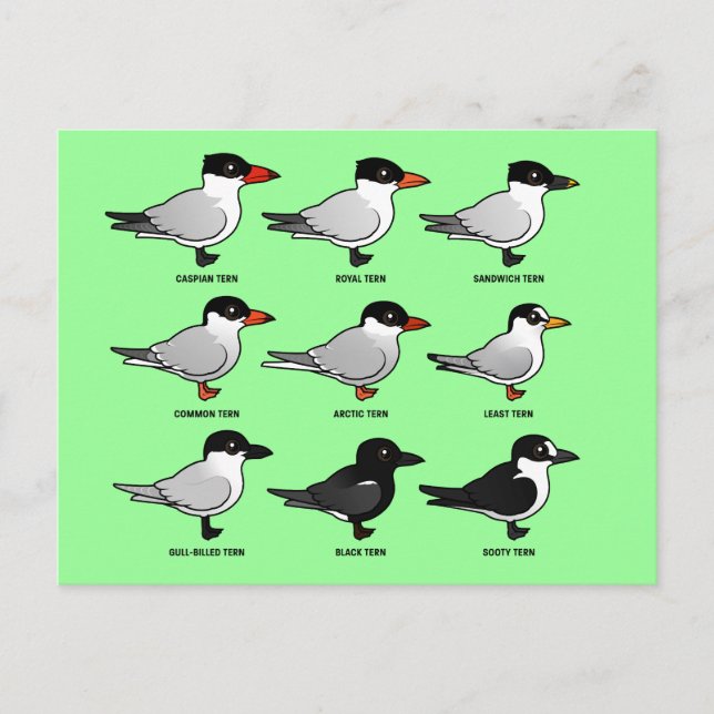 Nine Birdorable Terns (labelled) Postcard (Front)
