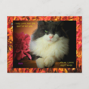 Nine lives kitty with fall leaf border postcard