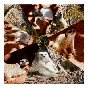 Nine Meerkat Triangles, Glossy Poster