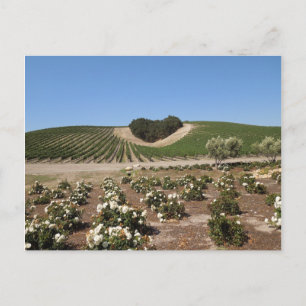 Niner Estates Heart Hill and White Roses Postcard