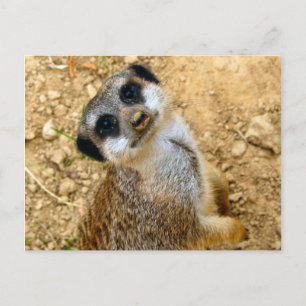 Niro-Erdmännchen Postcard