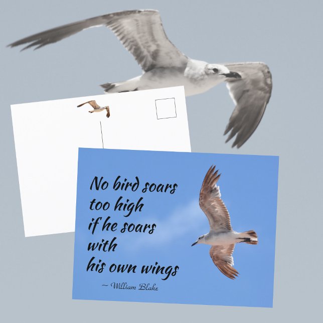 No Bird Soars Too High Quote Seagull in Flight Postcard (Creator Uploaded)