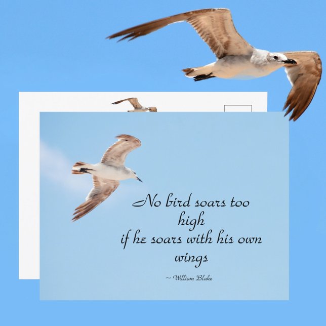 No Bird Soars Too High Seagull in Flight Blue Postcard (Creator Uploaded)