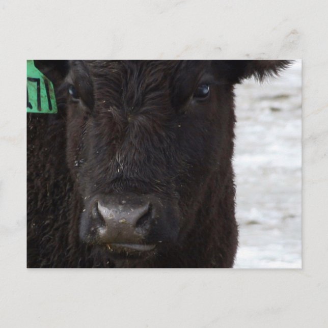 'No Bull' Postcard (Front)