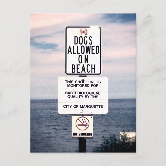 No Dogs Allowed On Beach Postcard (Front)