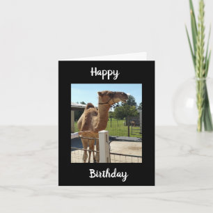 NO GRUNTING TODAY FROM THIS CAMEL HE SINGS! CARD