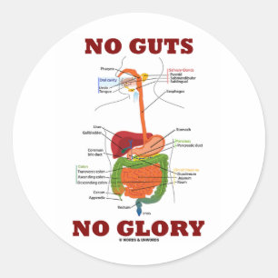 No Guts No Glory (Digestive System Anatomy Humour) Classic Round Sticker
