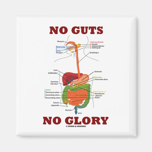 No Guts No Glory (Digestive System Anatomy Humour) Magnet (Front)