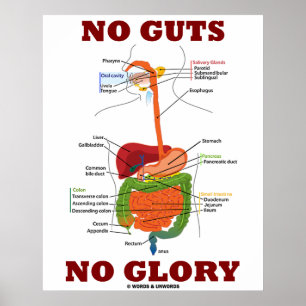 No Guts No Glory (Digestive System Anatomy) Poster