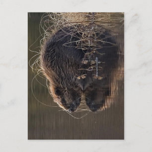No higher resolution available. Beaver_pho34.jpg S Postcard