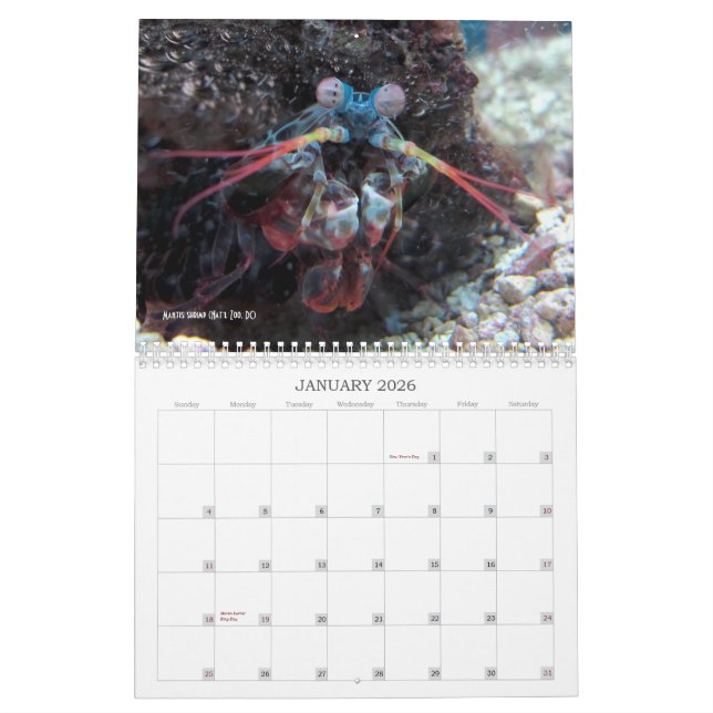 "No More Charismatic Megafauna!" - calendar (Jan 2026)