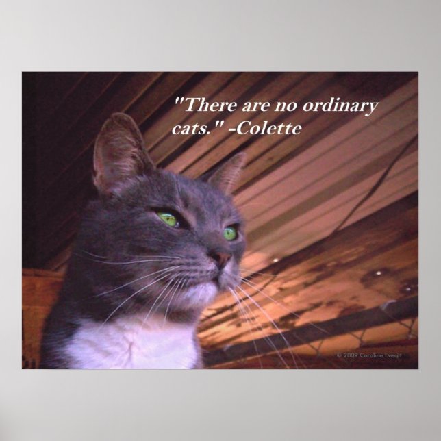 No Ordinary Cats Poster (Front)