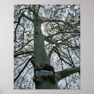 No Swimming Sign in a Tree