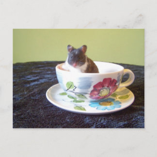 noah 2 Postcard