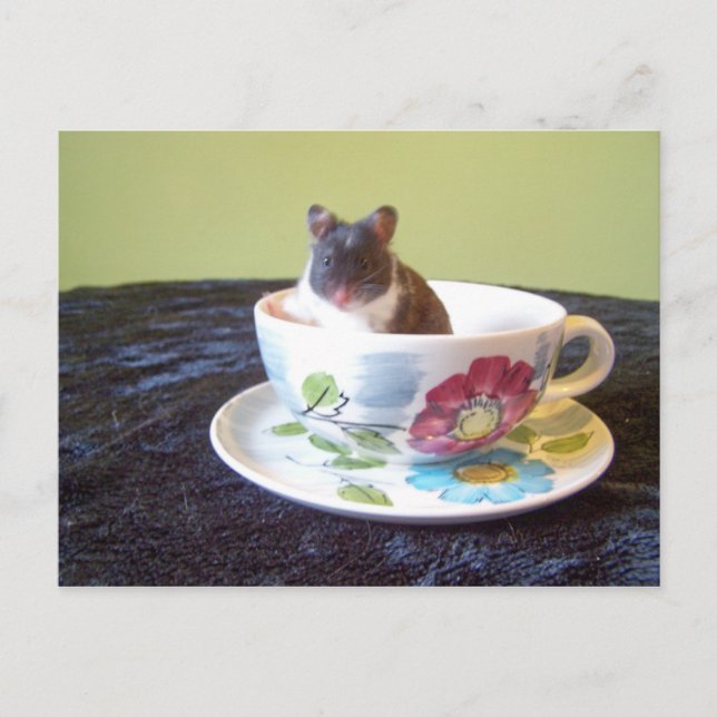 noah 2 Postcard (Front)