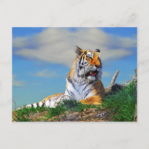 Nobel Tiger Postcard