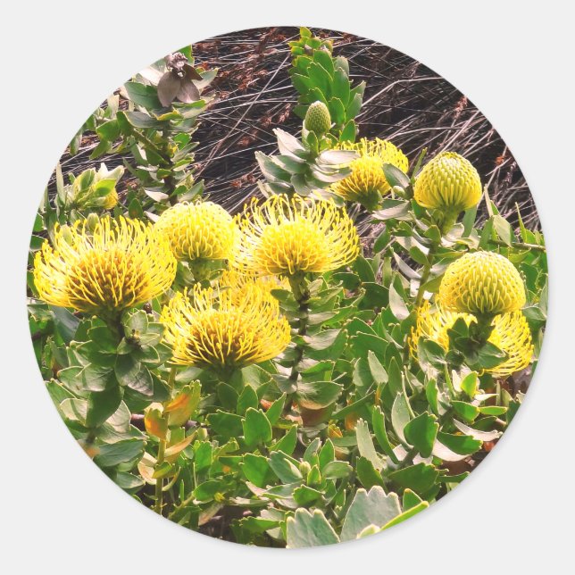 Nodding Pincushion Yellow Bird #1Stickers Classic  Classic Round Sticker (Front)