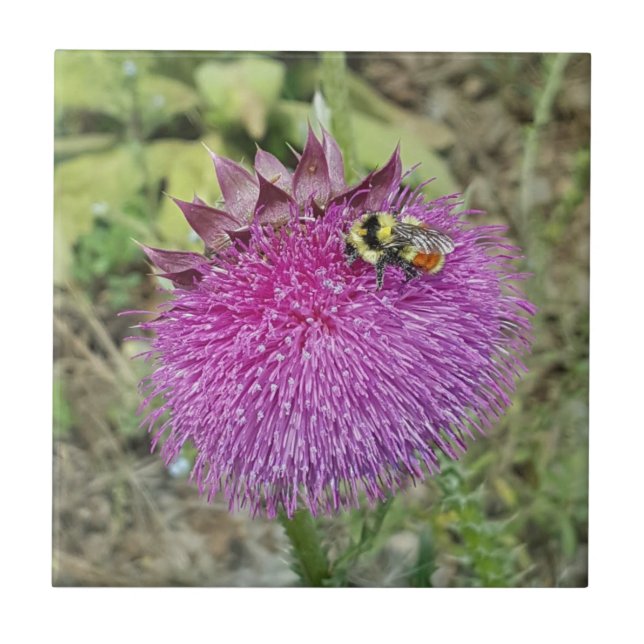 Nodding Thistle - Tile (Front)