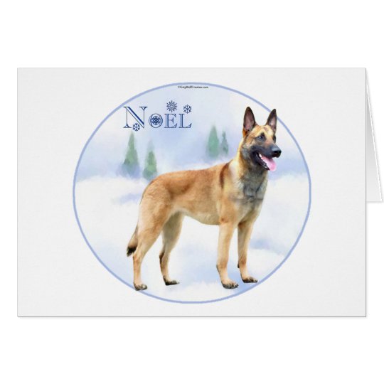 Noel Belgian Malinois Card