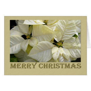 Noël blanc Poinsettia