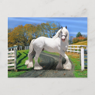 "Noel In Splendour" Postcard