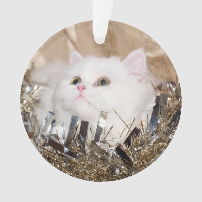 Noël persan blanc de chat de minou (devant)