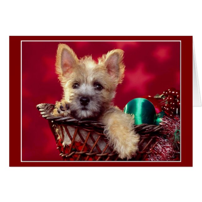 Noël Terrier (Devant horizontal)