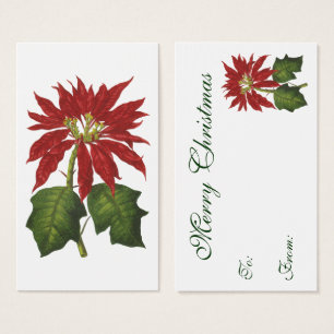 Noël vintage, plante hivernale d'euphorbe rouge