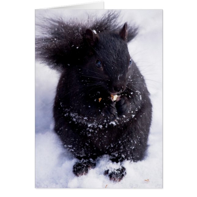 Noir Et Blanc (Devant)