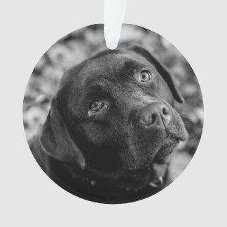 Noir Lab personnalisable Noël