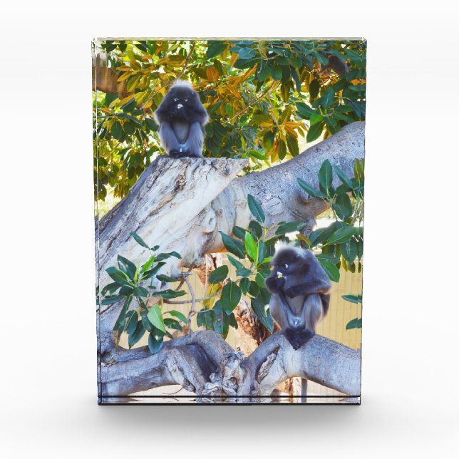 Noir Langur Singes Manger, Bloc Photo (Devant)