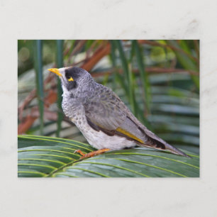 Noisy Miner Bird, Adelaide, Australia Postcard