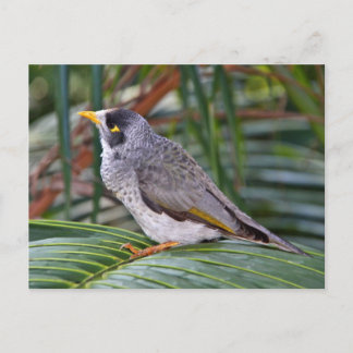 Noisy Miner Bird, Adelaide, Australia Postcard