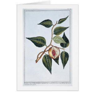 Noix de muscade, plat 7, de 'collection Precieuse