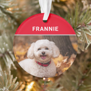 Nom et photo du chien Bichon Frise Noël