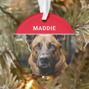Nom et photo du chien malinois belge Noël