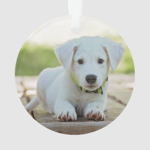 Nom photo du chien Année Empreinte de patte blanc 