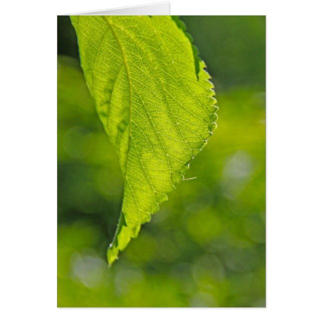 non défini (Devant)