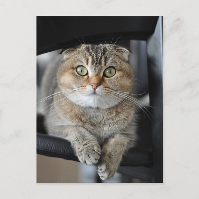 Noodles Postcard (Front)